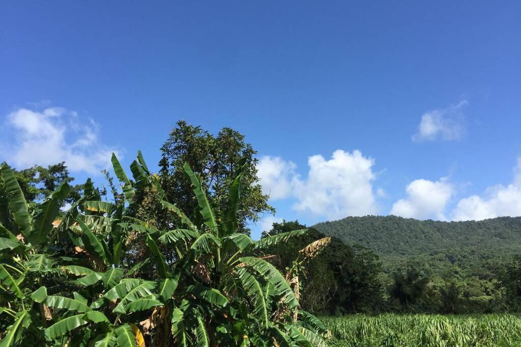 Logement En Pleine Verdure Tropicale -10 Min Plage Le Morne-Rouge Ngoại thất bức ảnh